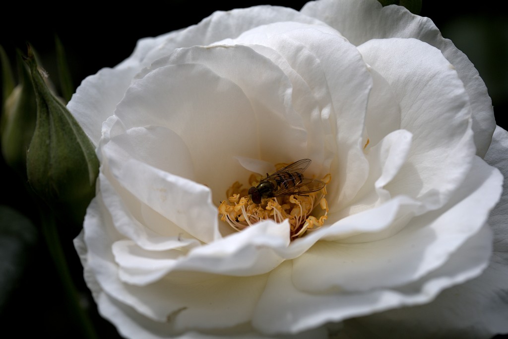 rode rozen roos rosa flora natuur bloem bloemen cultivars cultivar fleurop rosaceae tuin rozentuin valentijn valentijsdag romantiek liefde merci